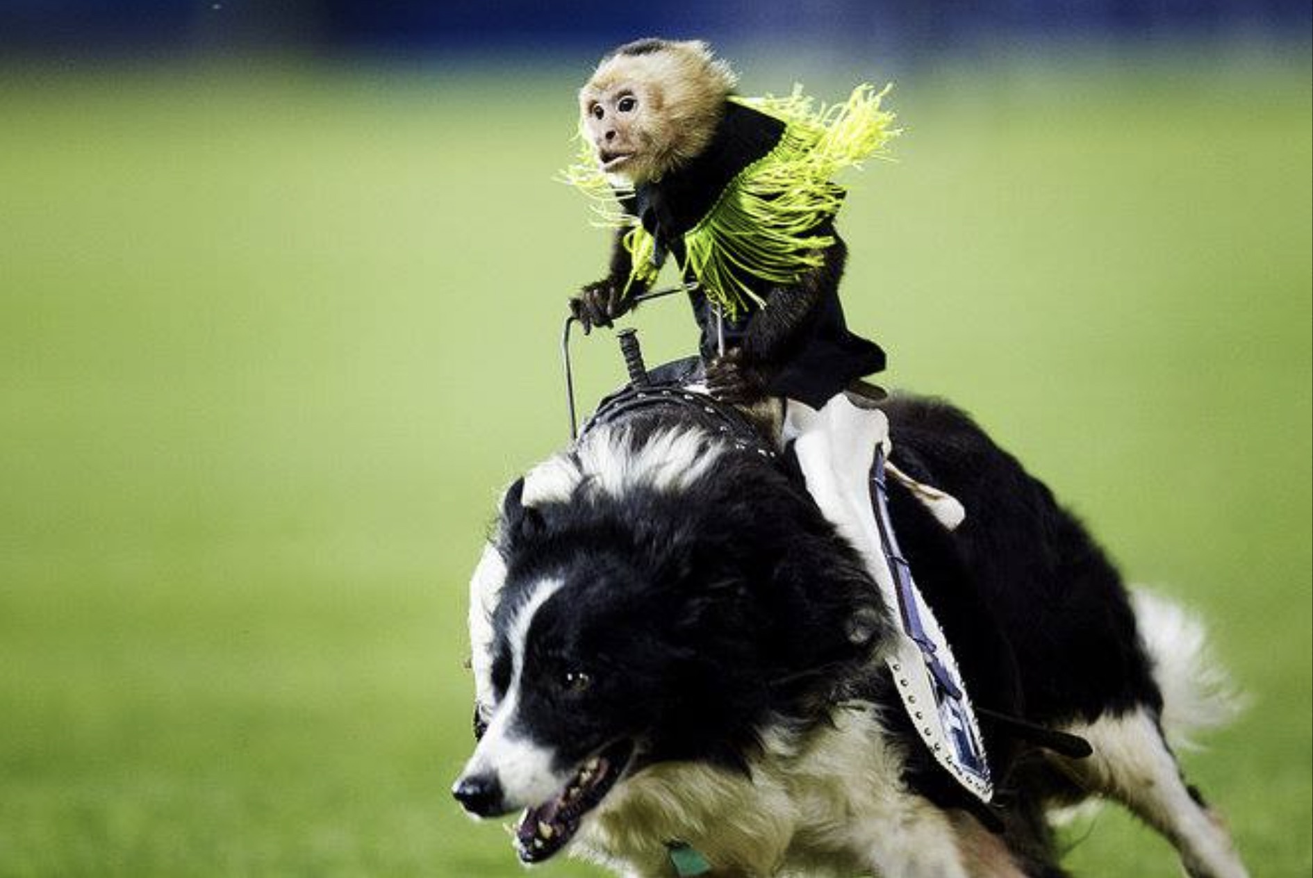 cowboy monkey rodeo